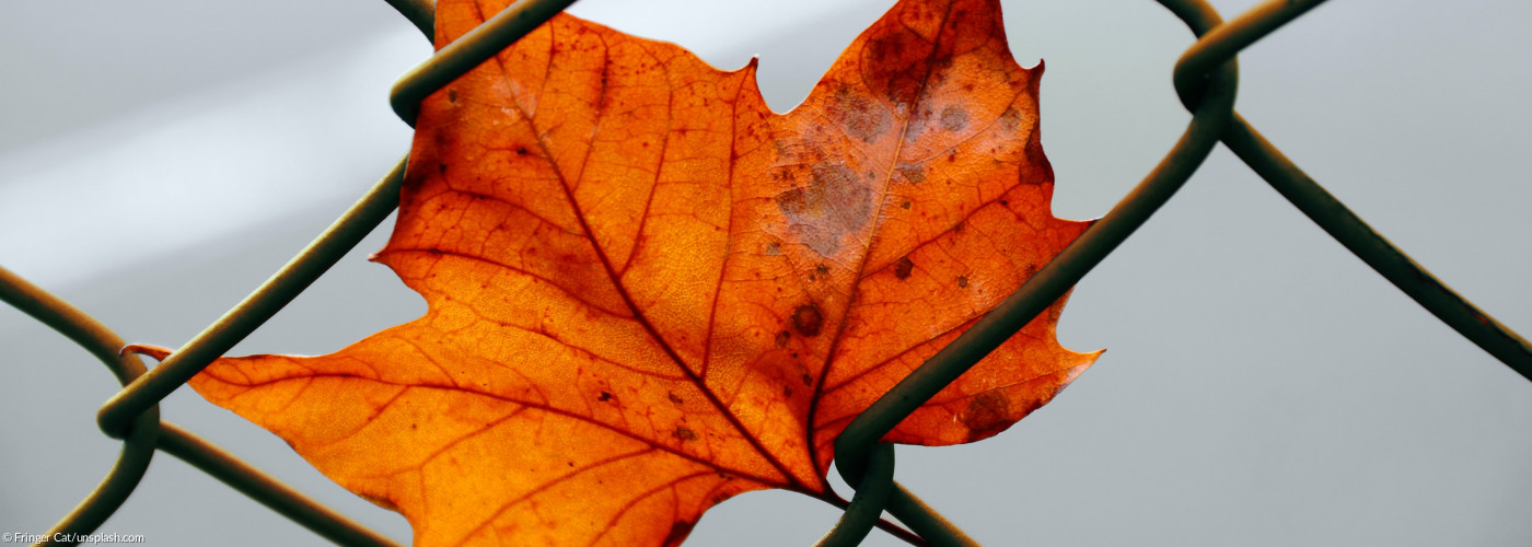 Ahornblatt in einem Zaun verfangen (Titel: A leaf in the jail)