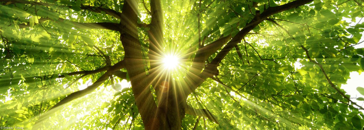 Sonne bricht durch einen grünen Baum