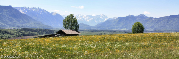 Landschaftsbild: Berge im Hintergrund, grüne Wiese mit Löwenzahn im Vordergrund.
