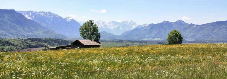 Landschaftsbild: Berge im Hintergrund, grüne Wiese mit Löwenzahn im Vordergrund.